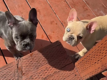 French Bulldog – frenchie family – Castro Valley