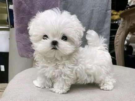 Maltese – innocent boy Maltase puppy – Milwaukee