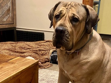 Boerboel – pudge