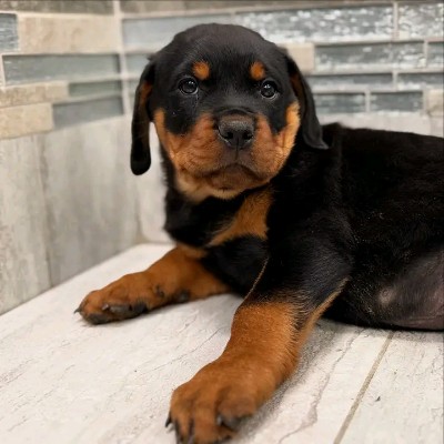 Rottweiler - 🚨 New Puppies Alert 🚨 available for adoption in London
