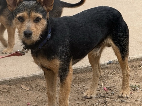 Mixed Breed – Friendly 1-Year-Old Mixed Breed Dog for Adoption in Farmington – Farmington