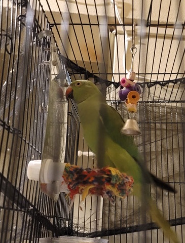 Indian Ringneck Parakeet – Male green Indian ring neck