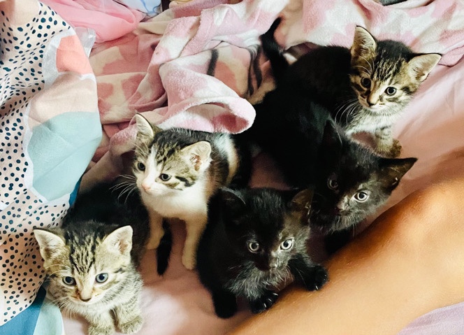 British Semi-longhair – beautiful kittens looking for forever families