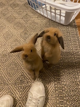 two mini lop bunnies 