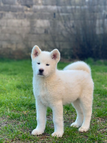 Akita – Akita Inu