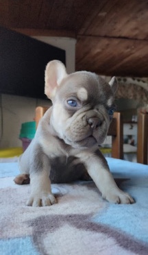 French Bulldog – french bulldog for sale
