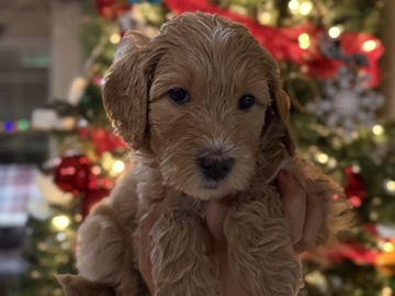Doodle – Double Doodle Puppies – Citrus Heights