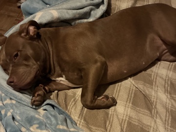 American Pit Bull Terrier – American pit bull – Aurora