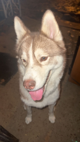 Alaskan Malamute – malamute