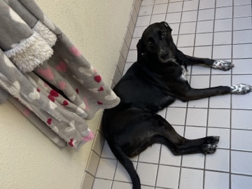 Labrador Retriever – Foxhound/Lab mix – Marana