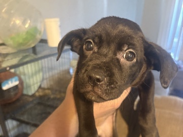 American Pit Bull Terrier – puppies need a new home – Sacramento