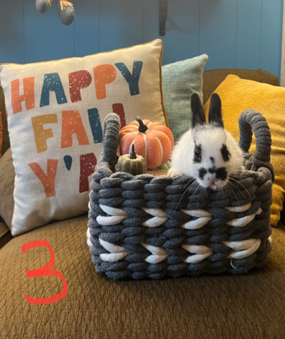 Rex – baby rex rabbits