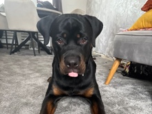 Rottweiler – Forever Home Needed Manchester – Manchester