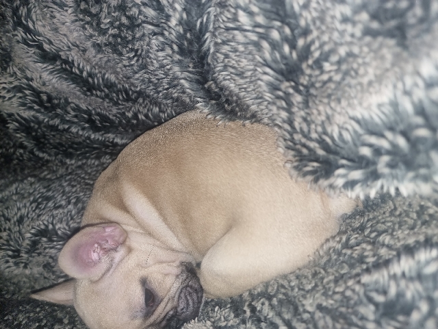 French Bulldog – french bulldog male kc registered