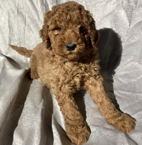 standard golden doodle