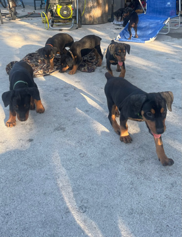 Doberman Pinscher – Doberman
