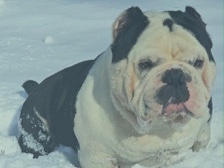 Bulldog – Male Exotic Bully – Franklin