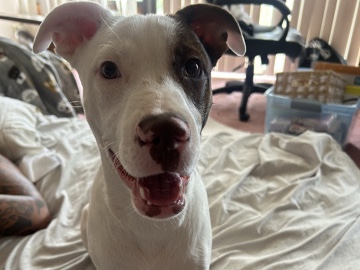 American Pit Bull Terrier – Rehoming handsome puppy – Honolulu