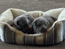 American Pit Bull Terrier – blue pitbulls – Balch Springs