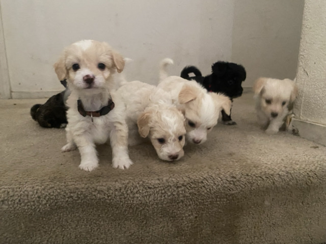 Maltipoo – 6 week old puppies – Las Vegas
