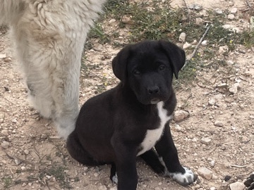 Mixed Breed – 🐾 Pequeña princesita negra busca su hogar 🖤 – Salinas