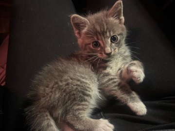 Small Male Kitten, Manteca – Manteca