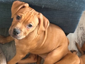 3 month cane corso x terrier mix (girl)