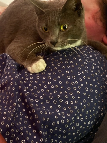 Russian blue kittens coming soon