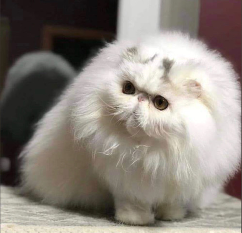 Persian (Modern) – Persian Pure Bred Showline Cat