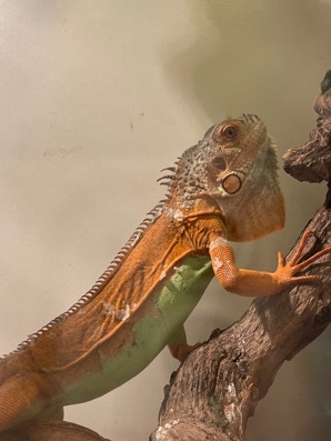 green and red iguanas