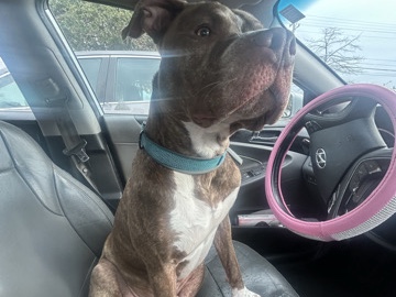 American Bulldog – Brown Brindle Mixed American Bull – Charlotte