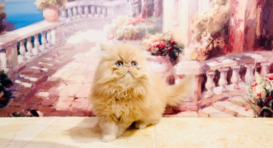 Persian (Traditional) – orange / beige / peach color  Fluffy’s person kitt