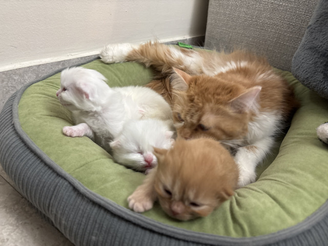 Kittens for adoption – Dubai