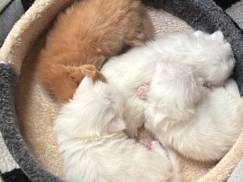 Kittens for adoption – Dubai