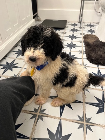 Poodle – poodle mix, 2 months old