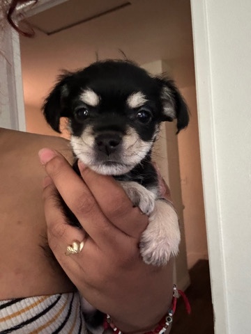 Poodle – shih tzu Poodle and mini Doberman mix