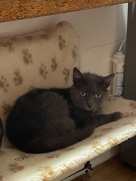 British Shorthair – old cat needs a loving home