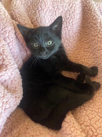 British Shorthair – Kittens Up For Adoption