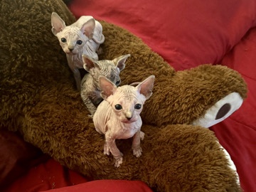 Sphynx – Sphynx Kittens – Copperas Cove