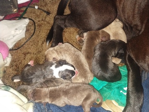 American Pit Bull Terrier – Pitbull Puppies For Sale – Greencastle
