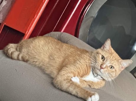 Russian White, Black and Tabby – Free One year-old, orange and white tabby cat – Homestead