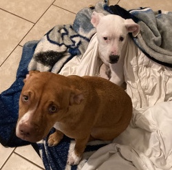 American Pit Bull Terrier – Lila & Sky
