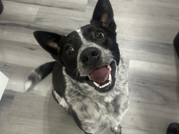 Australian Cattle Dog – Dexter - BlueHeeler – Appleton