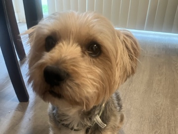 Yorkshire Terrier – Yorky terrace 1,500 – Murfreesboro