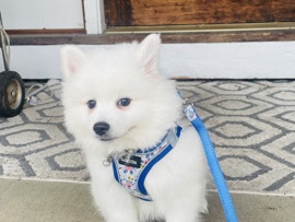 American Eskimo Dog – beautiful American Eskimo miniature – Saratoga