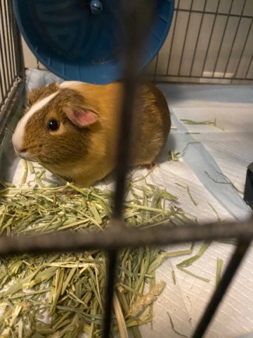 Any – Guinea pigs