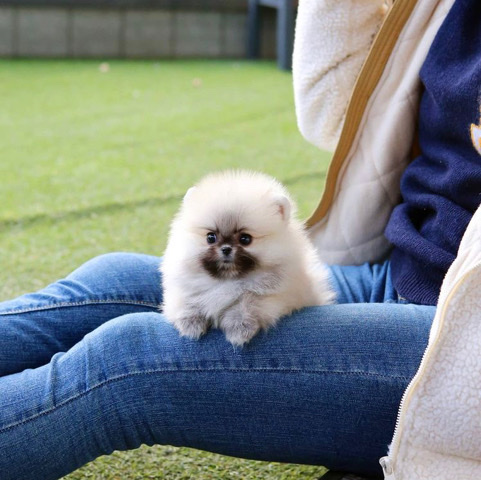Pomeranian – tinny teacup Pomeranian puppy