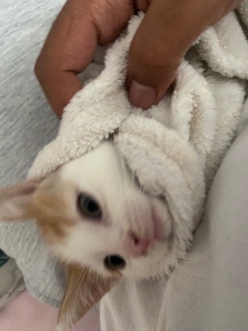 Russian White, Black and Tabby – Adorable ginger kitten for sale!