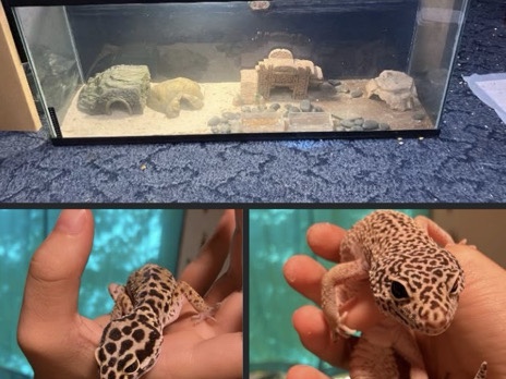 2 leopard geckos with 90 gallon cage