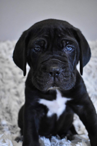 Cane Corso – cane corso puppies